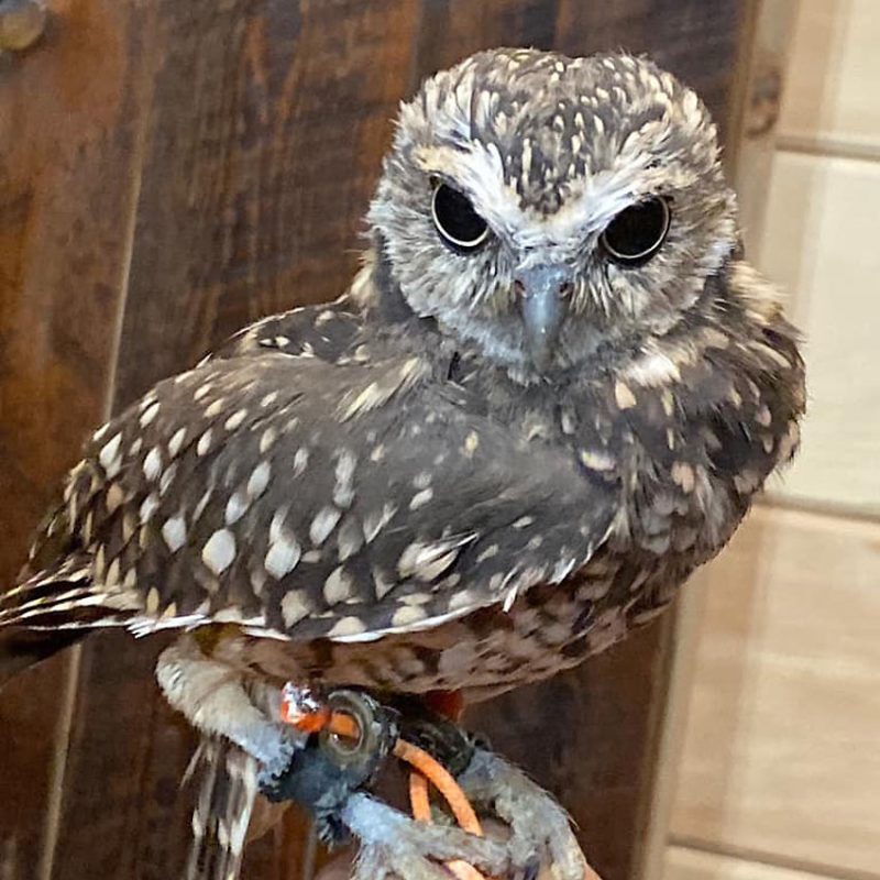 burrowingowl