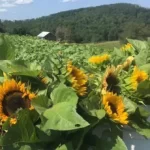 Fields of sunflowers at the beautiful Backbone Food Farm in Garrett County, MD.