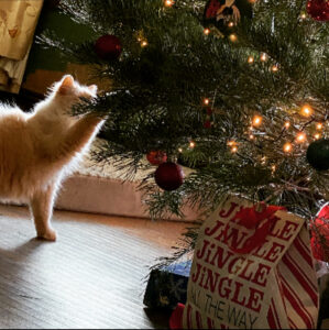 Sustainable Holiday Decorating