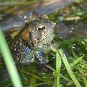 American Bullfrog