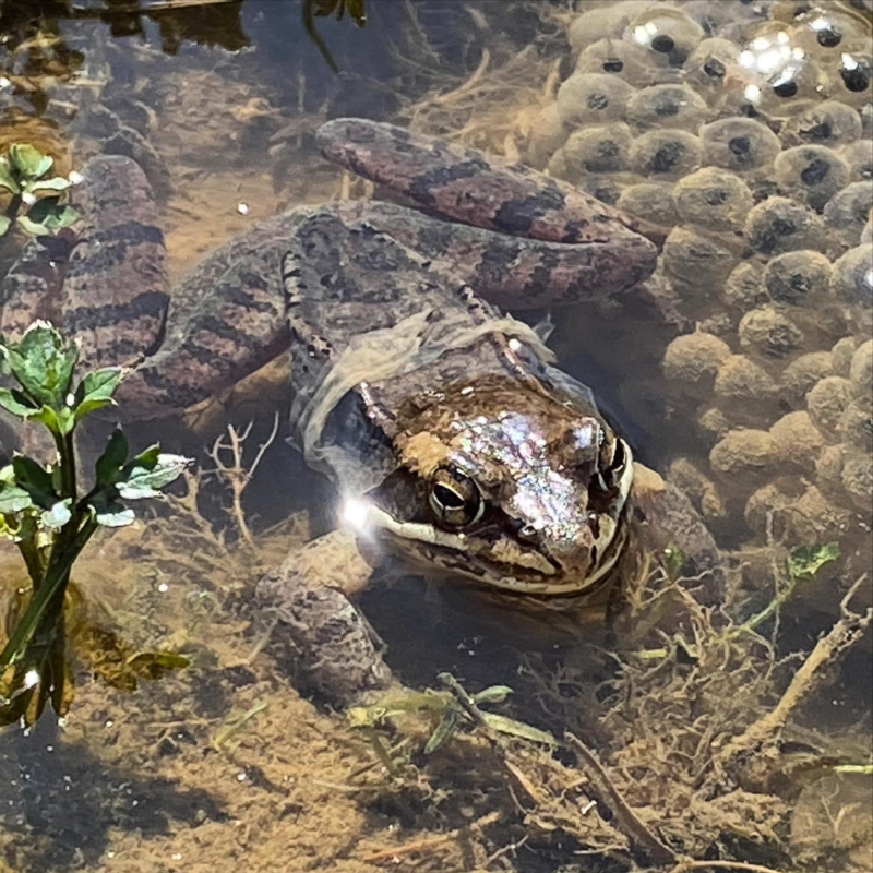 Appalachian Wood Frog