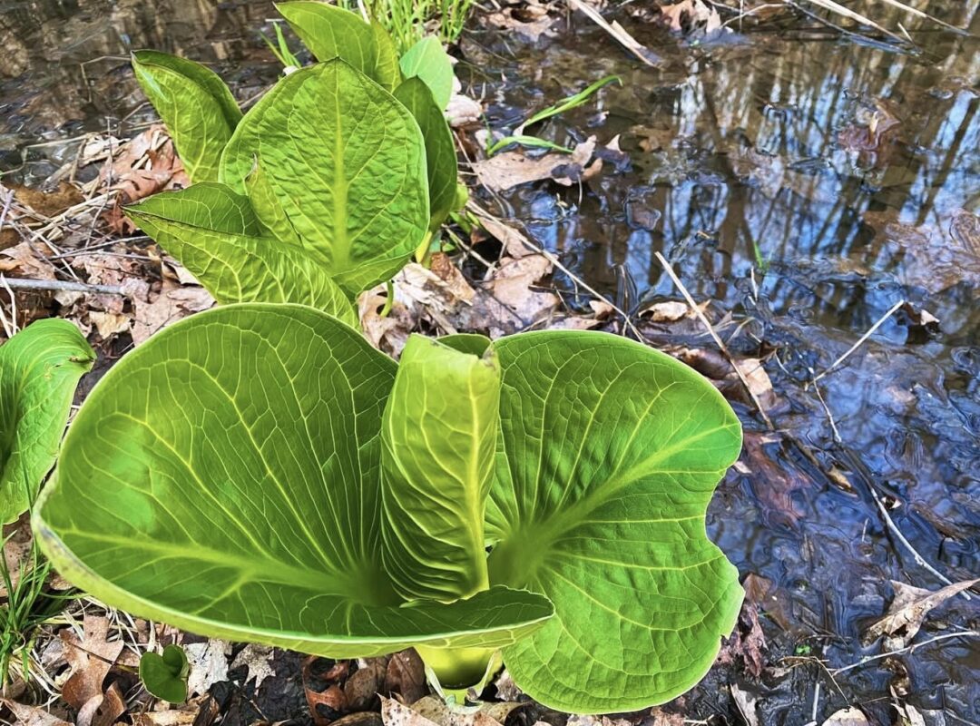 Plant Is Melting Snow Right Now