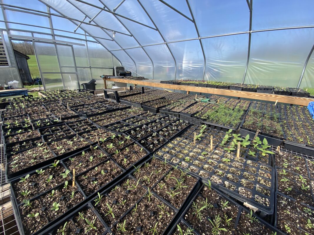 Planting Seeds of Hope in Midwinter