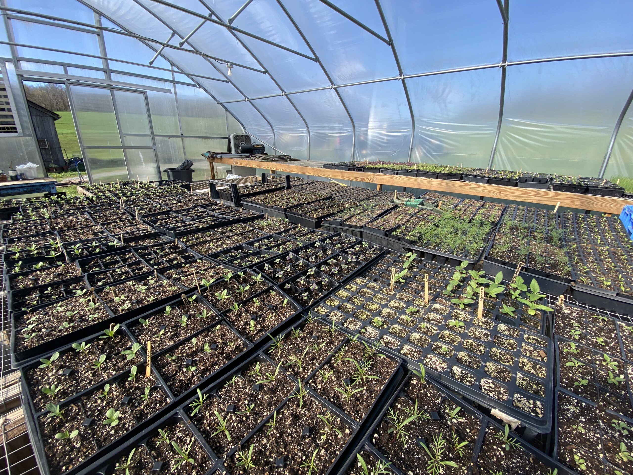 Planting Seeds of Hope in Midwinter: Let Nature Lead the Way