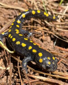 Spotted Salamander