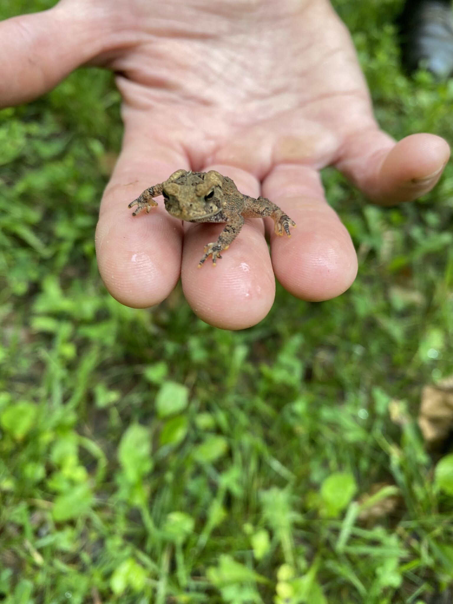 Spring's Tiny Voices: Wood Frogs, Spring Peepers, and Bullfrogs of ...