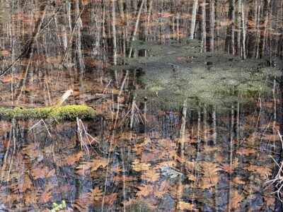 Vernal Pool