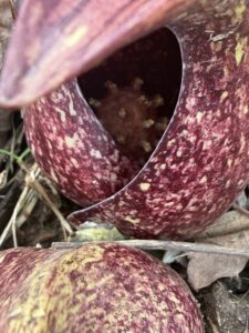 SKUNK CABBAGE