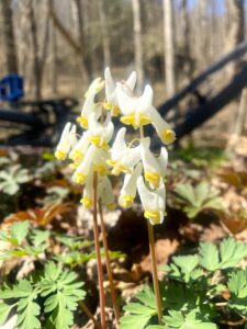 Dutchman's Breeches