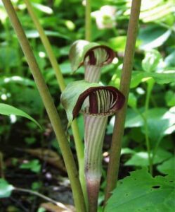 JACK-IN-THE-PULPIT