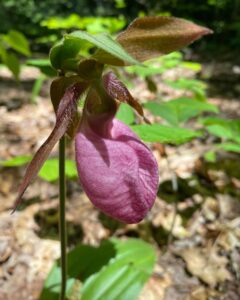 PINK LADY'S SLIPPER ORCHID