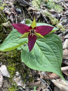 TRILLIUM