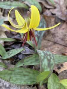 Trout Lily