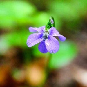 WILD VIOLETS