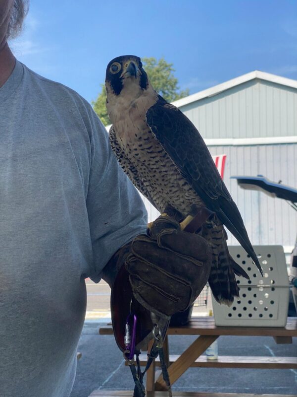 Bird Species Found Around Deep Creek Lake