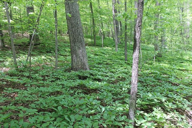 Medicinal Plants in Maryland