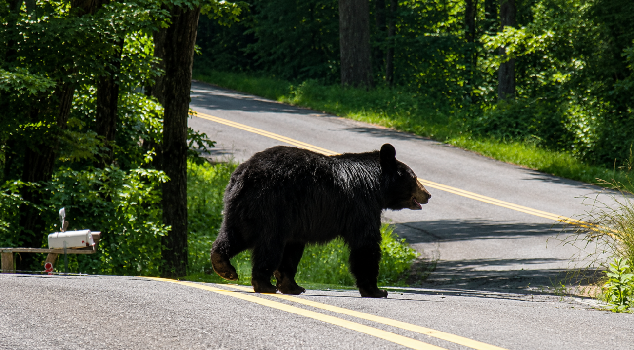 Black Bear crossing Dry Run Road in Garrett County Maryland
