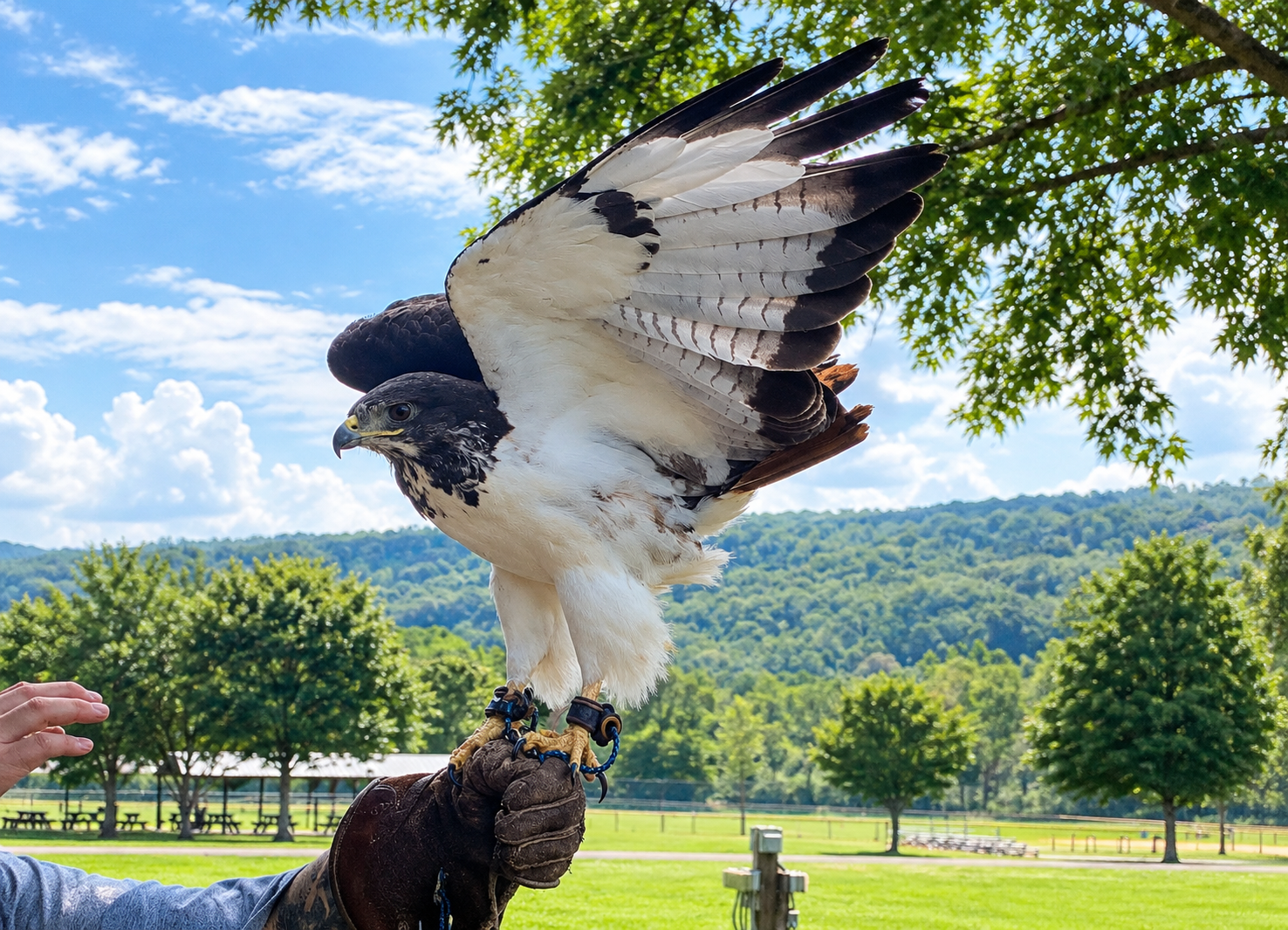 Bird Migration Season in Maryland: What Species You Can See This Fall