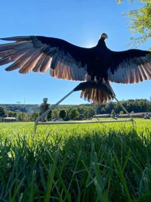 A beautiful, Yellow Headed Vulture stretches his wings at All earth's Eco Tours program, Adventures with Raptors, Birds of Prey,