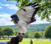 Bird Migration Season in Maryland