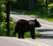 Black Bear crossing Dry Run Road in Garrett County Maryland