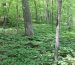 Medicinal Plants in Maryland