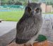 Wildlife Photography